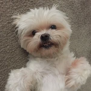 Meet your Posher, Joshua